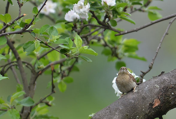 WENDEHALS, WRYNECK, JYNX TORQUILLA