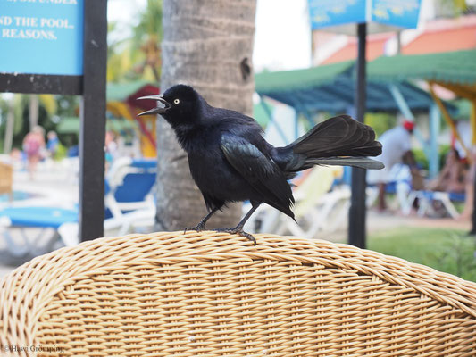 ANTILLENGRACKEL, GREATER ANTILLEAN GRACKLE, QUISCALUS NIGER