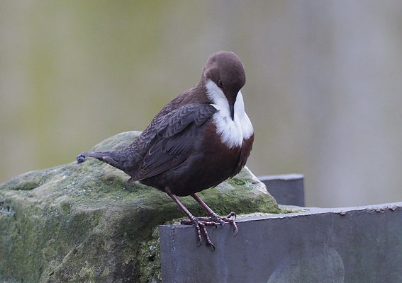 WASSERAMSEL, DIPPER, CINCLUS CINCLUS