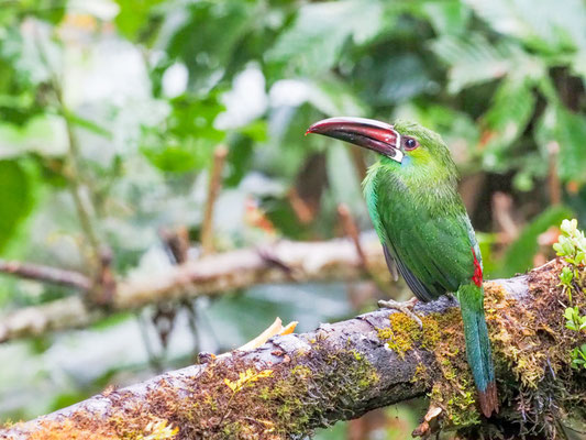 Blutbürzelarassari, Crimson-rumped Toucanet - Aulacorhynchus haematopygus
