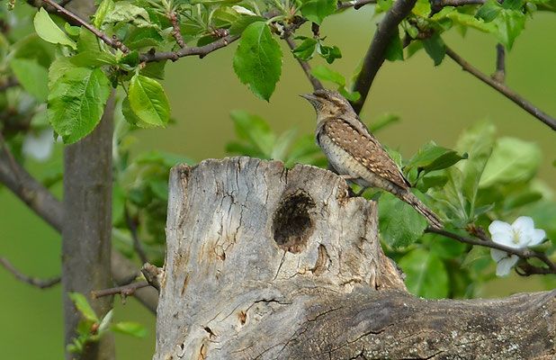 WENDEHALS, WRYNECK, JYNX TORQUILLA