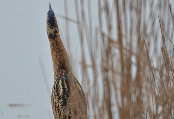 ROHRDOMMEL, BITTERN, BOTAURUS STELLARIS
