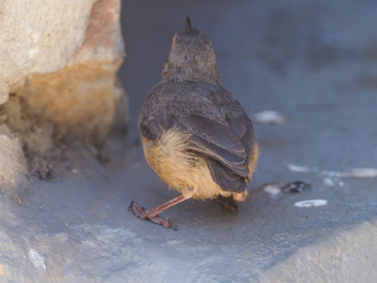 Langschnabel-Sylvietta, long-billed crombec - Sylvietta rufescens