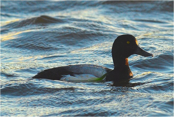 BERGENTE, SCAUP, AYTHYA MARILA