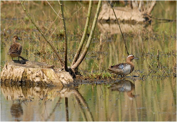 KNÄKENTE, GARGANEY, ANAS QUERQUEDULA