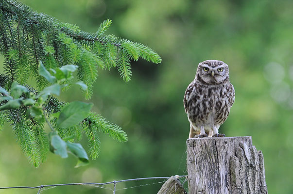 STEINKAUZ, LITTLE OWL , ATHENE NOCTUA