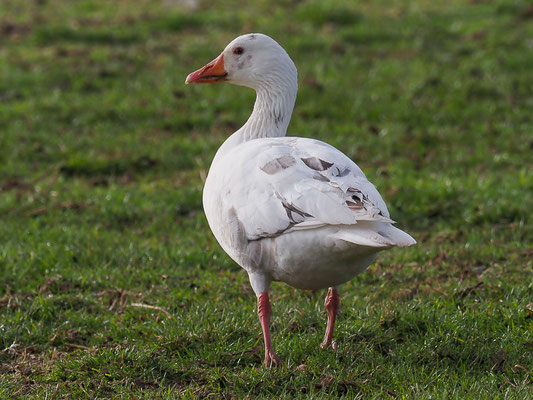 Schneegans, snow goose, anser caerulescens