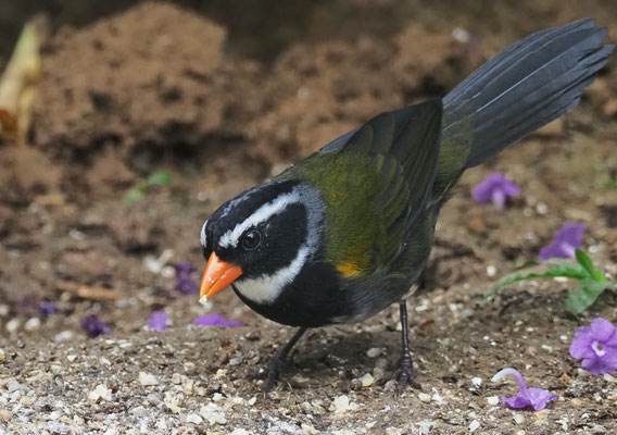 GOLDSCHNABEL-RUDERAMMER, ORANGE-BILLED SPARROW, ARREMON AURANTIIROSTRIS