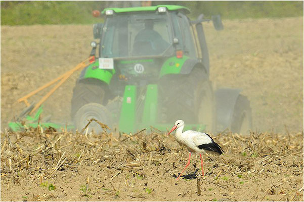 WEISSSTORCH, WHITE STORK, CICONIA CICONIA