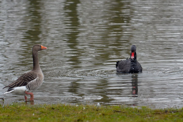 TRAUERSCHWAN, BLACK SWAN, CYGNUS ATRATUS