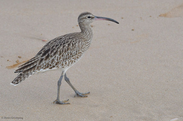 REGENBRACHVOGEL, WHIMBREL, NUMENIUS PHAEOPUS