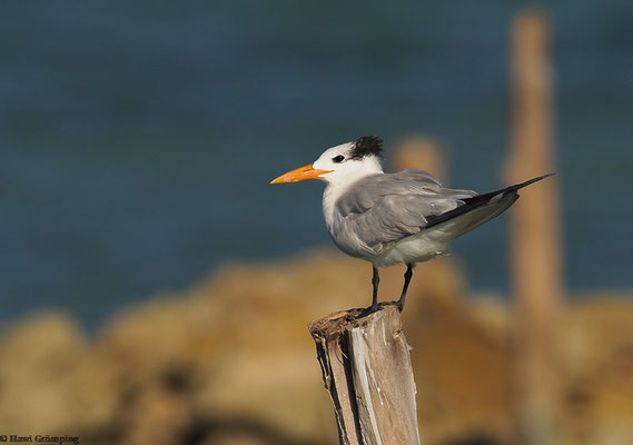 Königsseeschwalbe (Royal Tern)