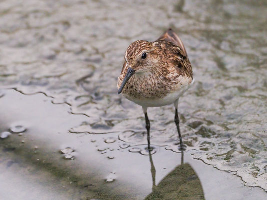 Baird´s Strandläufer, Baird´s Sandpiper - Calidris Bairdii