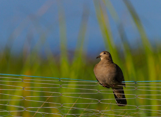 ROSTTÄUBCHEN, RUDDY GROUND DOVE, COLUMBINA TALPACOTI