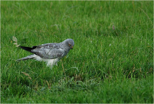 KORNWEIHE, HEN HARRIER, CIRCUS CYANCUS