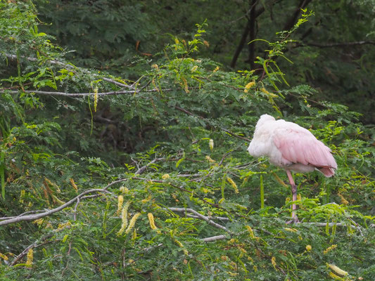 Rosalöffler, Roseate Spoonbill - Platalea ajaja