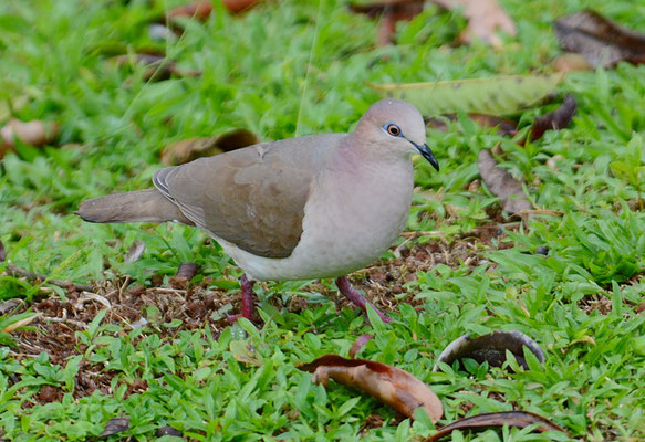 BLAURINGTAUBE, WHITE-TIPPED DOVE, LEPTOTILA VERREAUXI