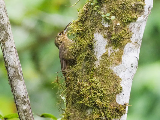 Sternflecken-Baumsteiger, Spotted Woodcreeper - Xiphorhynchus erythropygius