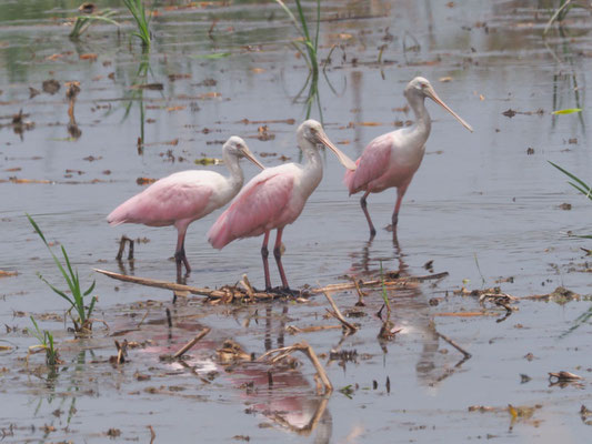 Rosalöffler, Roseate Spoonbill - Platalea ajaja