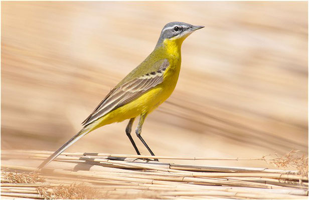 WIESENSCHAFSTELZE, YELLOW WAGTAIL, MOTACILLA FLAVA