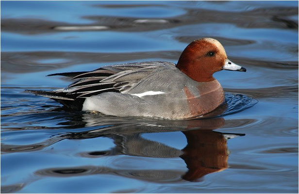 PFEIFENTE, WIGEON, ANAS PENELOPE