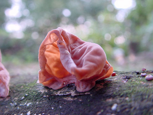 Judasohr - Auricularia auricula-judae