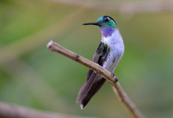 VULKANELFE, VOLCANO HUMMINGBIRD, SELASPHORUS FLAMMULA