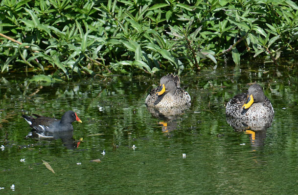 TEICHRALLE, COMMON MOORHEN, GALLINULA CHLOROPUS