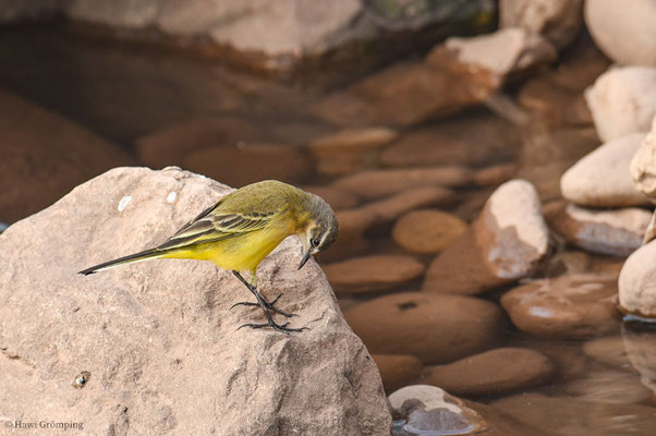 IBERISCHE SCHAFSTELZE, YELLO WAGTAIL, MOTACILLA IBAERIAE