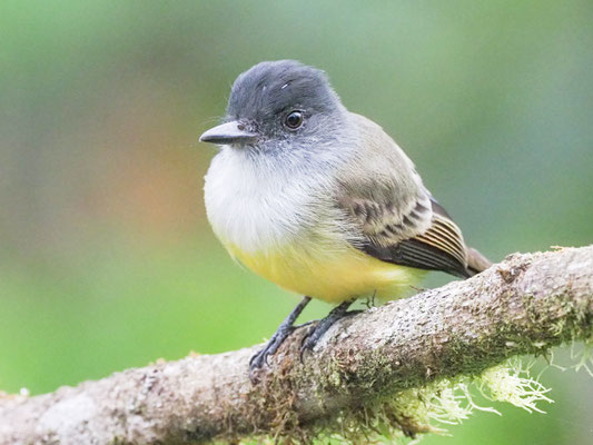 Schwarzkappen-Schopftyrann, Dusky-capped Flycatcher - Myiarchus tuberculifer