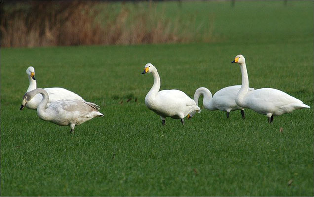 SINGSCHWAN, WHOOPER SWAN, CYGNUS CYGNUS