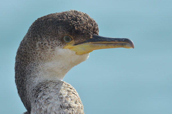 KRÄHENSCHARBE, SHAG, PHALACROCORAX ARISTOTELIS