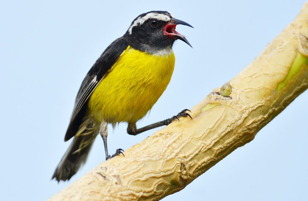 ZUCKERVOGEL, BANANAQUIT, COEREBA FLAVEOLA