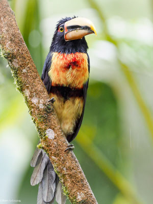 HELLSCHNABELARASSARI, , PALE-MANDIBLED ARACARI - PTEROGLOSSUS ERYTHROPYGIUS