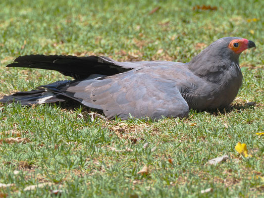 Höhlenweih, African Harrier-Hawk - Polyboroides typus