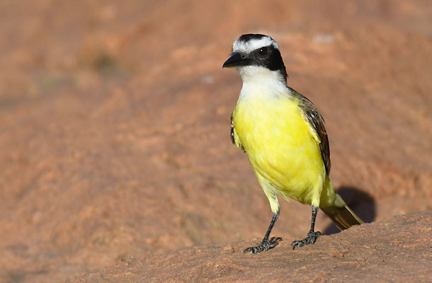 SCHWEFELTYRANN, GREAT KISKADEE, PITANGUS SULFURATUS