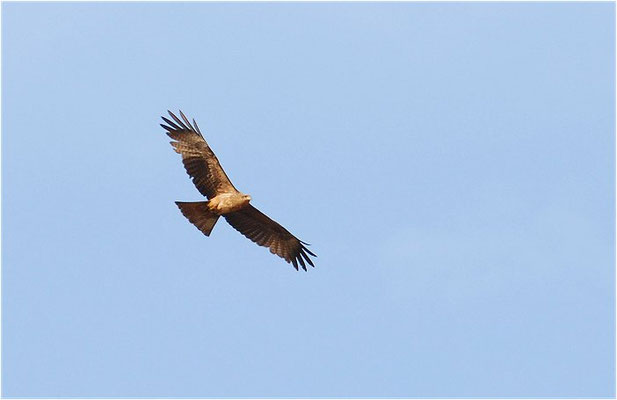 RAUBADLER, TAWNY EAGLE, AQUILA RAPAX