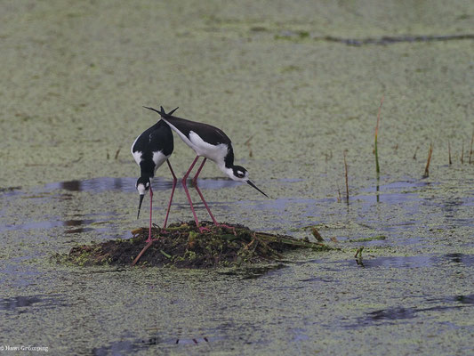 AMERIKANISCHER STELZENLÄUFER, BLACK-NECKED STILT - HIMANTOPUS MEXICANUS