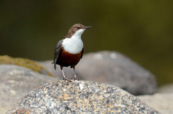 WASSERAMSEL, DIPPER, CINCLUS CINCLUS