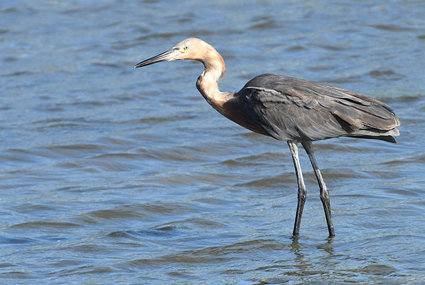 RÖTELREIHER, REDDISH EGRET, EGRETTA RUFESCENS