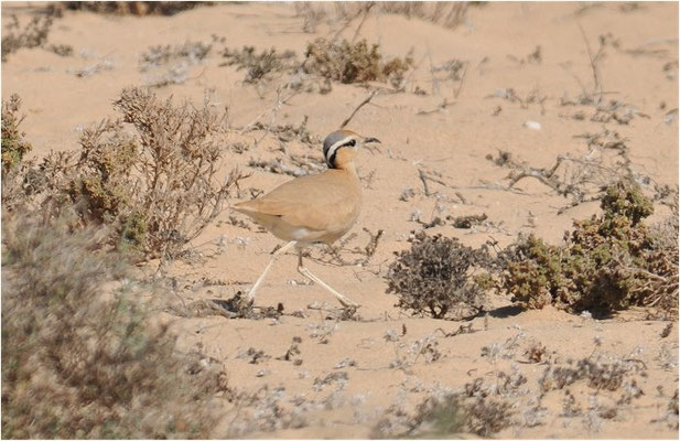 RENNVOGEL, CREAM-COLOURED COURSER, CURSORIUS CURSOR
