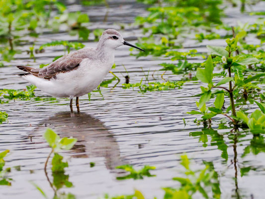 Wilson´s Wassertreter, Wilson´s Phalarope - Phalaropus tricolor