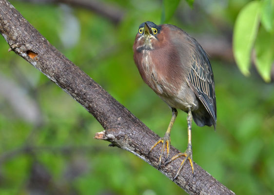 GRÜNREIHER, GREEN HERON, BUTORIDES VIRESCENS