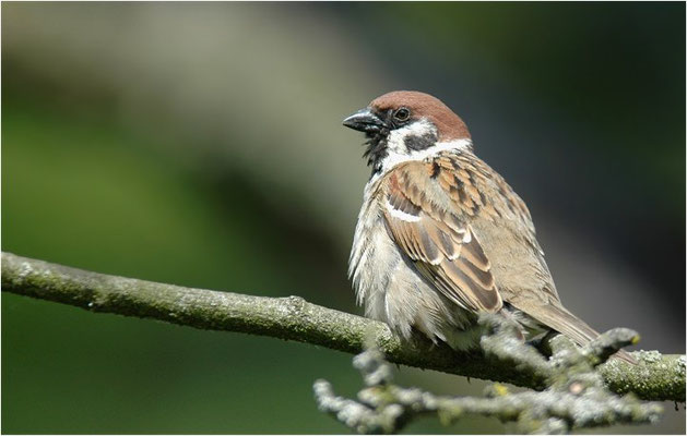 FELDSPERLING, TREE SPARROW, PASSER MONTANUS