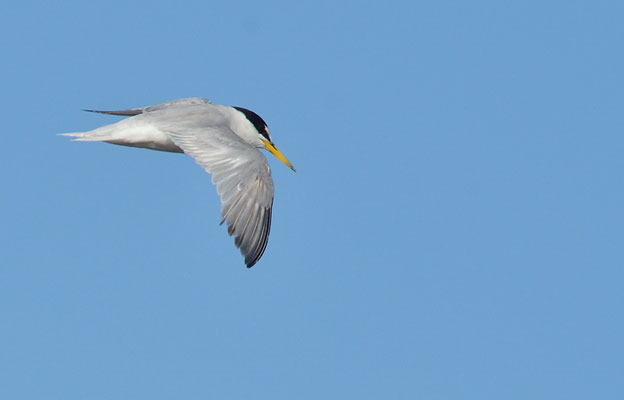 ZWERGSEESCHWALBE, LITTLE TERN, STERNULA ALBIFRONS