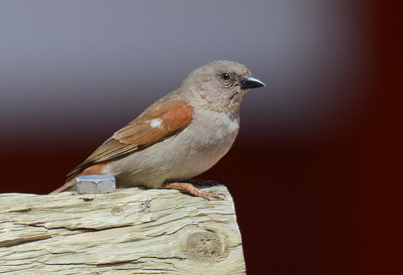 DAMARASPERLING, SOUTHERN GREY-HEADED SPARROW, PASSER GRISEUS