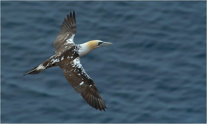 BASSTÖLPEL, GANNET, MORUS BASSANUS