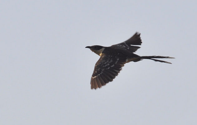HÄHERKUCKUCK, GREAT SPOTTED CUCKOO, CLAMATOR GLANDARIUS