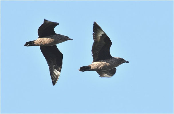 SKUA, GREAT SKUA, STERCORARIUS SKUA