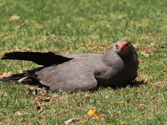 Höhlenweih, African Harrier-Hawk - Polyboroides typus